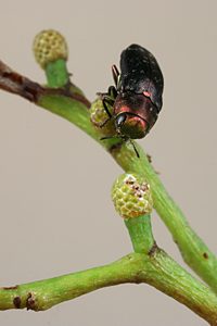 Diphucrania modesta, PL0340, on Acacia pycnantha, NL